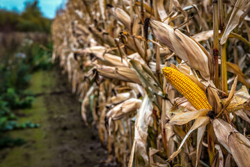 Agricultural corn field with ripe corn cobs