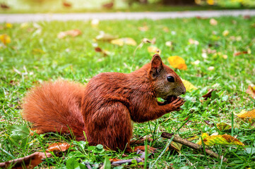 Brown squirrel sitting on the grass with autumn leaves around and eating a nut