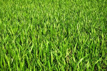 Lush green grass background