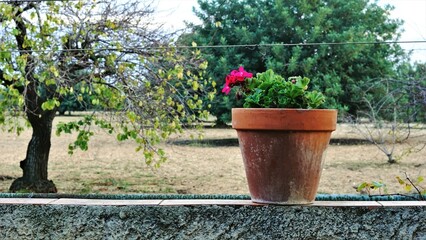 Fototapeta na wymiar potted geranium plant in the garden