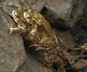 Froschhochzeit