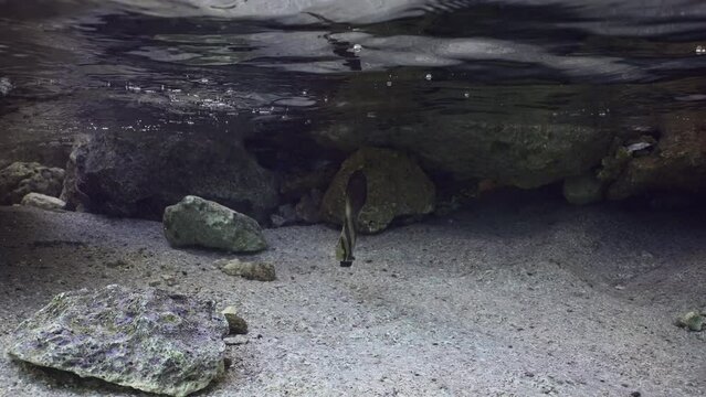 Juvenile Bat fish swims among rocks in shallow water, slow motion. Baby Batfish (Platax orbicularis) floats in surf zone over seabed hiding on rocks reef background