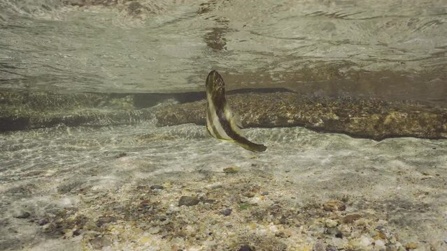 Juvenile Batfish (Platax orbicularis) swimming under waves over sandy bottom in coastal zone in brightly sun rays, Slow motion. Baby Bat fish swims in surf zone on sunny day