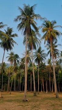 Palm trees with a blue sky and clouds in Koh Lanta Thailand. Green palm trees in the sky during sunset at a tropical Island