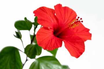 red blooming hibiscus flower close-up