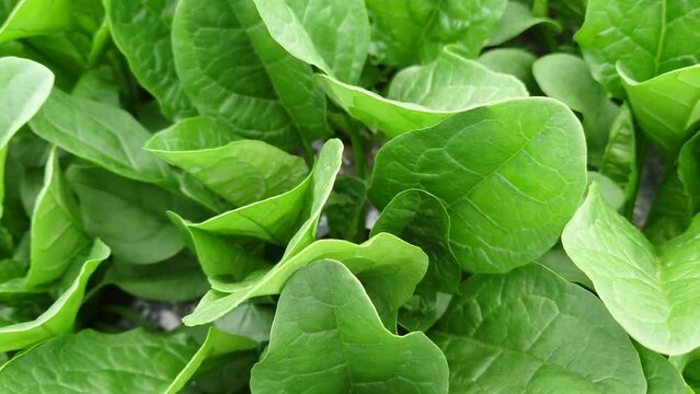 ほうれん草のマルチ栽培の記録。埼玉県入間郡三芳町藤久保での生産事例