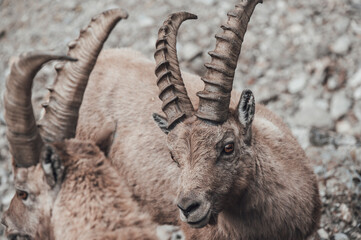 Un branco di stambecchi pascola in alta valle Gesso (Cuneo), appena dopo lo scioglimento del manto nevoso in primavera