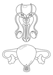Reproductive organs. Female uterus and male penis. Linear, hand drawing. Vector illustration. Human genitals for design and decoration of medical themes.