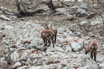 Un branco di stambecchi pascola in alta valle Gesso (Cuneo), appena dopo lo scioglimento del manto nevoso in primavera