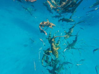 Fototapeta na wymiar Sharks in the Maldives in the Indian Ocean