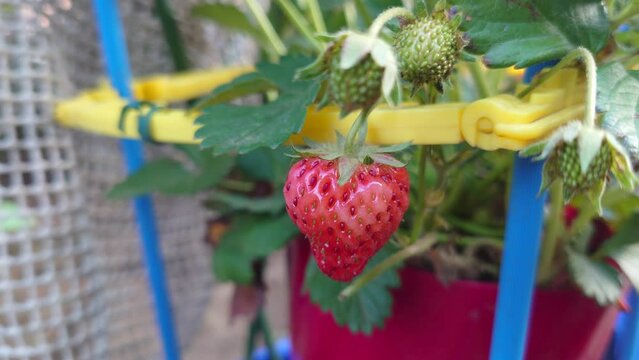 イチゴ、苺、家庭菜園、成長の記録