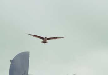 Gaviota volando, en la  playa de Barcelona