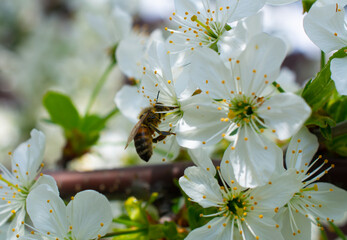 Working bee on blossom tree branch. Tree branches with beautiful flowers on natural background