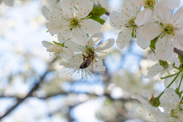 Working bee on blossom tree branch. Tree branches with beautiful flowers on natural background