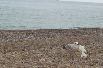 Gaviota en la playa, con basura