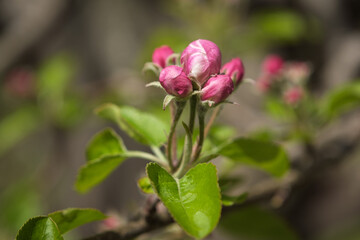 Obraz na płótnie Canvas pink flower blooming on a branch