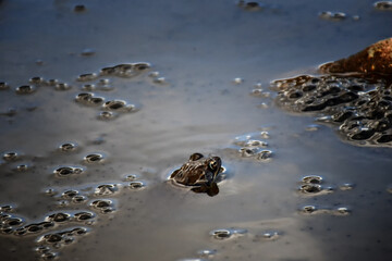 The frog peeked out from the cold waters of the alpine lake