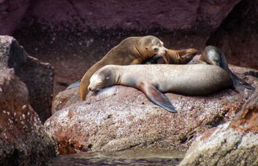 Giant sea lions lying on the rocks. The largest reproductive colonies live in the protected biosphere reserve on San Rafaelito, Espiritu Santo Island in the Sea of Cortes, Baja California Sur, Mexico.