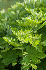 green wormwood (Artemisia absinthium) bush grows in the wild
