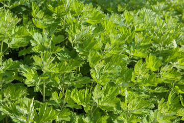 green wormwood (Artemisia absinthium) bush grows in the wild