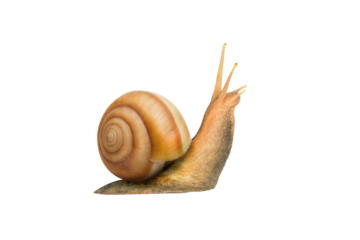 Garden snail isolated on white. snail Achatina on a white background. Big snail closeup. Animal world. Snail on a white Studio background