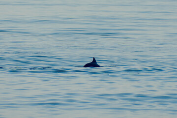 dolphin swimming in the sea 1
