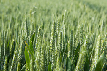 green wheat field, young ears of green wheat in spring