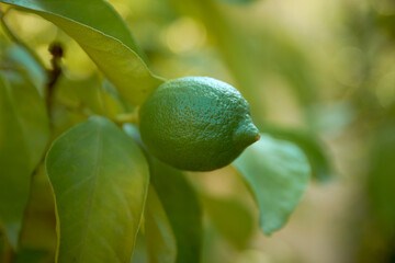 lemons with fruit in the island of Lefkada 9
