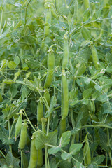 Field with pea pods and green peas in the garden