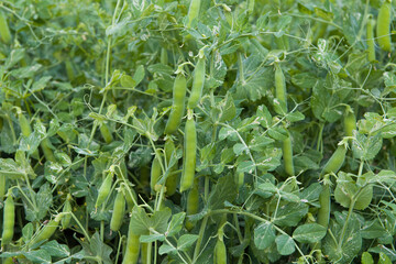 Fototapeta premium Field with pea pods and green peas in the garden