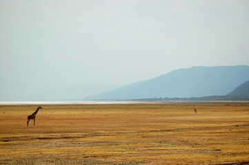 Fototapeta na wymiar Giraffe in empty landscape, Lake Manyara National Park, Tanzania