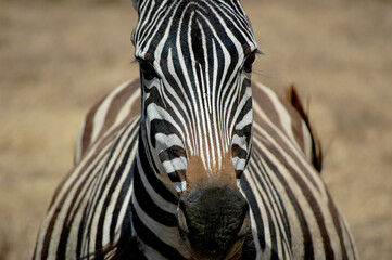 Close-up of Zebra's head