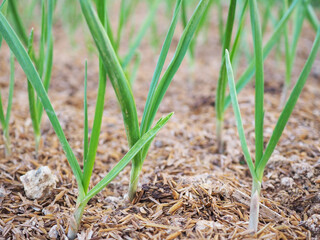 Green garlic in the vegetable plot. Closeup photo, blurred.