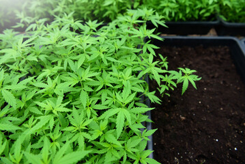 cannabis leaf, cannabis plant on a black background The cannabis leaf concept can be used as a medicinal herb.
