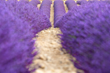Lavender lines in a field in Provence