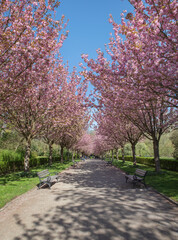 Cherry blossom trees alley in the city of Dortmund Germany Romberpark spring