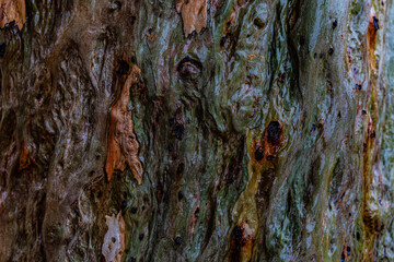 texture of the bark of a tree