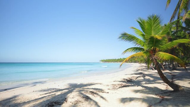 Walk along the Hawaiian beach with white sand and palm trees. Sea on the sand on a summer sunny day. Landscape nature of the tropical coast. Travel concept. Paradise island with bright palm trees.