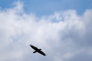 空を飛ぶカラス