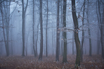 Fototapeta premium winter landscape with fog in the forest 1
