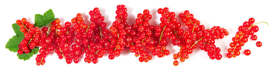 Red Currants Panorama with Leaves isolated on white Background