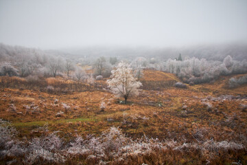Obraz na płótnie Canvas beautiful winter landscape with fog 5542