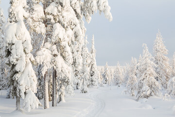 Winter in Riisitunturi National Park, Lapland, Finland