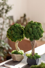 Decorative tree made of stabilized moss.Biophilia design concept.Selective focus.