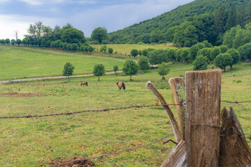Prado verde con animales