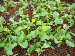 Green coriander leaves in vegetable plot.