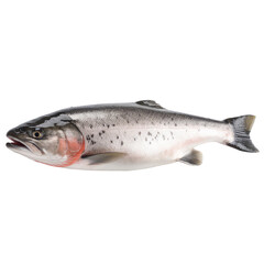 Obraz premium salmon isolated on white with horizontal