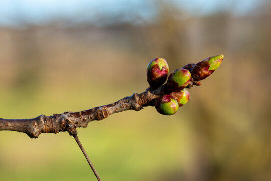 Bourgeons de merisier