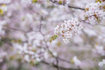 Obraz premium Banner. Cherry blossoms in Moscow. Wallpaper spring, nature. Japanese cherry blossoms in the garden. Blossoming buds on the branches of a tree in the Japanese garden in the arboretum.