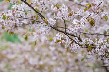 Banner. Cherry blossoms in Moscow. Wallpaper spring, nature. Japanese cherry blossoms in the garden. Blossoming buds on the branches of a tree in the Japanese garden in the arboretum.